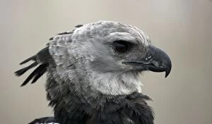 Images Dated 3rd May 2011: Harpy Eagle - captive - native to the neotropics