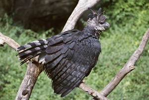 Images Dated 22nd March 2006: Harpy Eagle - fluffed up showing aggression South Mexico to Argentina