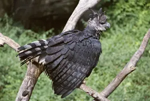 Inflated Prints: Harpy Eagle - fluffed up showing aggression South Mexico to Argentina