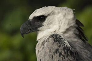 Harpy Eagle (Harpia harpyja). captive. Gabaro