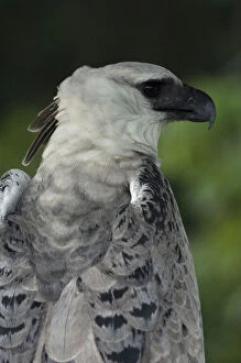 Oxford Gallery: Harpy Eagle(Harpia harpyja). captive. Gabaro