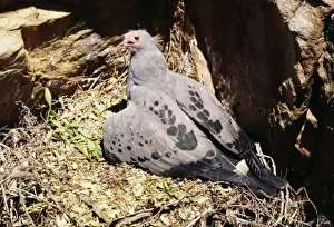 Harrier Hawk / Gymnogene