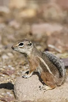Harris Prints: Harris Antelope Squirrel