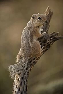Harris Antelope Squirrel / Yuma Antelope Squirrel