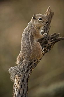 Images Dated 14th January 2006: Harris Antelope Squirrel / Yuma Antelope Squirrel - Arizona, USA - Found in southwestern Arizona