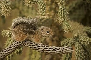 Images Dated 25th January 2006: Harris Antelope Squirrel / Yuma Antelope Squirrel - On cactus