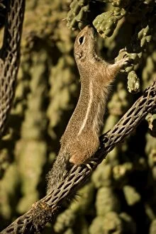 Harris Antelope Squirrel / Yuma Antelope Squirrel - on cactus