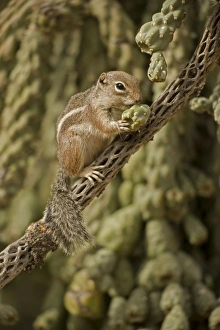 Images Dated 1st February 2006: Harris Antelope Squirrel / Yuma Antelope Squirrel - Feeding on cactus. Arizona