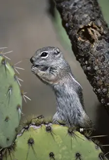 Harris Antelope Squirrel / Yuma Antelope Squirrel - Arizona, USA - Found in southwestern Arizona and northwestern Mexico - Lives in low arid desert with sparse vegetation