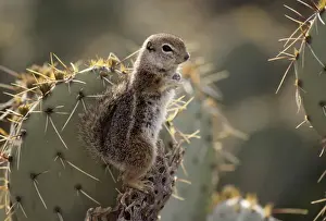 Harris Antelope Squirrel / Yuma Antelope Squirrel - Arizona, USA - Found in southwestern Arizona and northwestern Mexico - Lives in low arid desert with sparse vegetation