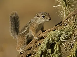 Harris Antelope Squirrel / Yuma Antelope Squirrel - On cactus. Arizona, USA - Found in southwestern Arizona and northwestern Mexico - Lives in low arid desert with sparse vegetation