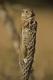 Harris Antelope Squirrel / Yuma Antelope Squirrel - on cactus. Arizona, USA - Found in southwestern Arizona and northwestern Mexico - Lives in low arid desert with sparse vegetation