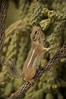 Harris Antelope Squirrel / Yuma Antelope Squirrel - Sniffing cactus. Arizona, USA - Found in southwestern Arizona and northwestern Mexico - Lives in low arid desert with sparse vegetation