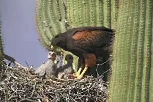 Harris Hawk - Adult feeding young at nest, on