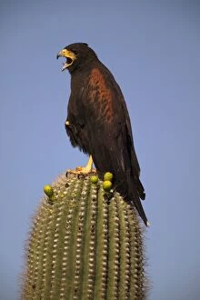 Harris Hawk - Adult with mouth open, on saguaro cactus