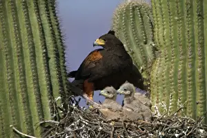 Harris Hawk - Adult with young at nest, on saguaro cactus showing rabbit prey Arizona, USA