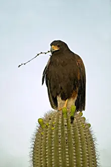 Twigs Prints: Harris Hawk - Arizona, USA - perched in saguaro cactus holding stick in beak -group hunters-raptor-desert dwellers