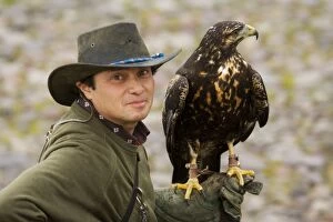 Images Dated 11th November 2007: Harris Hawk - with falconer