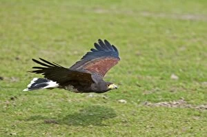 Images Dated 28th March 2014: Harris Hawk in flight
