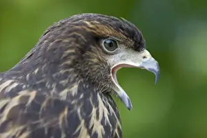 Harris Prints: Harris Hawk - immature - Portrait - Calling - USA