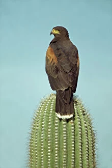 Images Dated 5th May 2004: Harris Hawk (Parabuteo unicinctus)-Arizona, USA -Perched on saguaro cactus-group