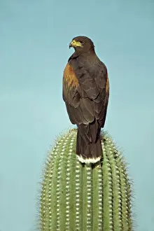 Back View Prints: Harris Hawk (Parabuteo unicinctus)-Arizona
