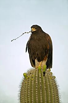 Harris Hawk - perched in saguaro cactus holding stick in beak
