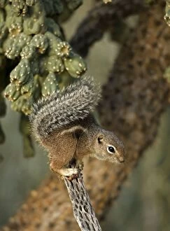 Harris / Yuma Antelope Squirrel