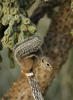 Squirrel Prints: Harris / Yuma Antelope Squirrel - Found in southwestern Arizona