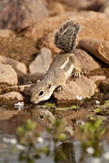 Images Dated 2nd June 2010: Harris's Antelope Squirrel, Ammospermophilus