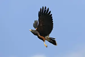 Harris Prints: Harris's Hawk