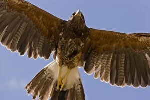 Harriss Hawk - in flight