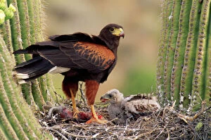 Raptors Collection: Harris's Hawk - on nest Sanguaro Desert, Arizona, USA