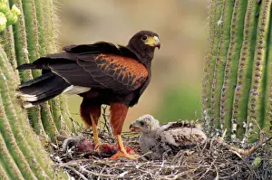 Home Prints: Harris's Hawk - on nest Sanguaro Desert, Arizona, USA