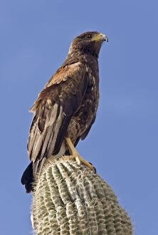 Harriss Hawk - perched on Cactus