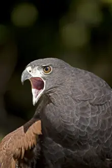 Harris's Hawk - Portrait - Captive - Unique among raptors for cooperative hunting - In US found only in Texas-Arizona and New Mexico