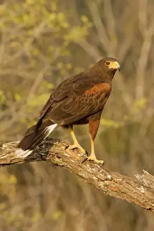 Hawks Prints: Harris's Hawk South Texas in March