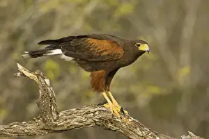 Harris's Hawk South Texas in March