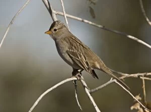 Harriss Sparrow - in winter