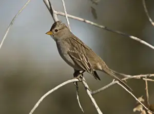 Migrant Prints: Harris's Sparrow - in winter