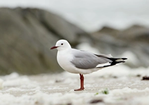 Images Dated 28th September 2008: Hartbaubs Gull - Full body portrait standing on a foam blown beach