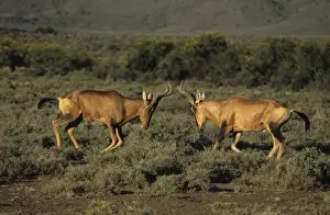 Confronation Prints: Hartebeest / Kongoni - Fighting - South Africa