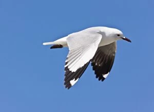 Hartlaubs Gull - in flight. The Cape, South