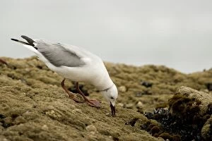 Hartlaubs Gull - foraging on a rock