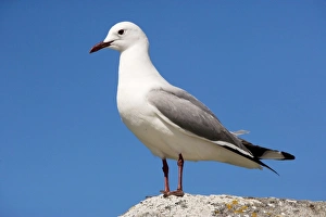 Western Gull