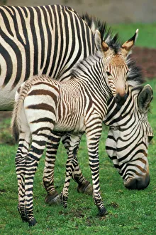 Images Dated 23rd February 1974: Hartmann Mountain Zebra - foal / colt. Photographed at the Woodland Park Zoo, Portland Oregon. 3Mb31