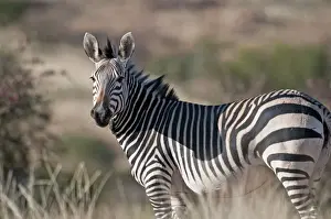Hartmann's Mountain Zebra Close View Print - Northern Namibia. Art