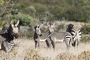Images Dated 24th July 2009: Hartmann's mountain zebra - Group in scrub