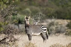 Zebras Prints: Hartmann's mountain zebra - side view - Northern Namibia