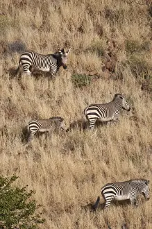Hartmann's mountain zerbra - Group on hillside - Northern Namibia